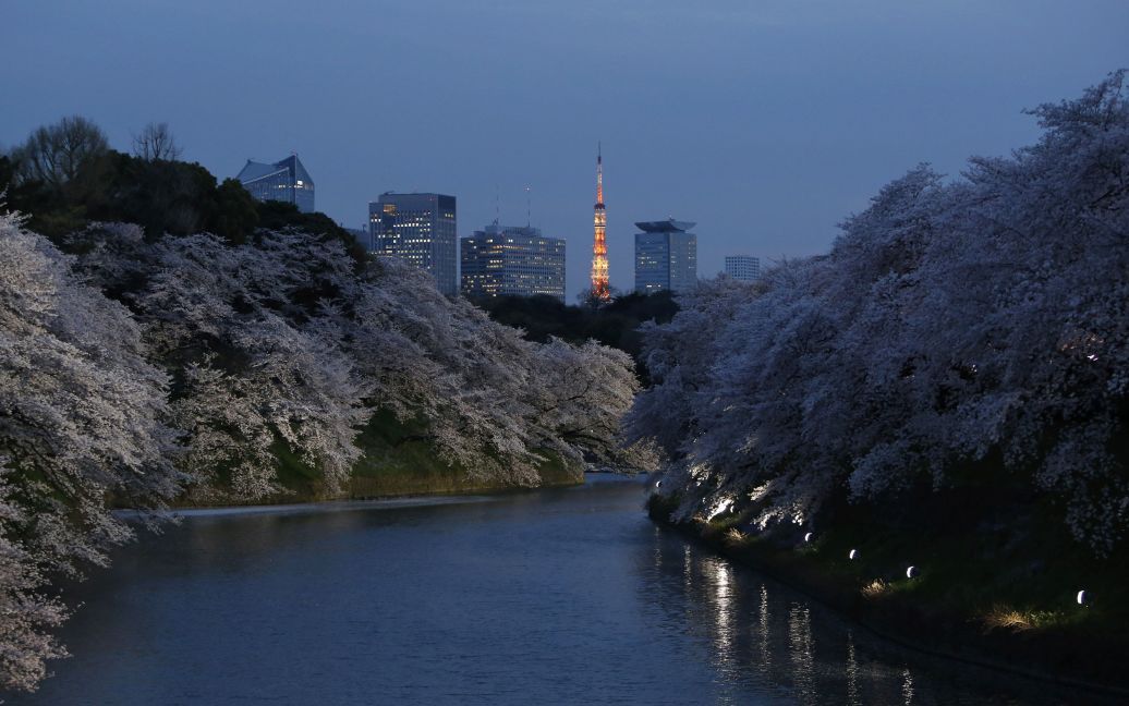 Цветущие сакуры в Токио / © Reuters