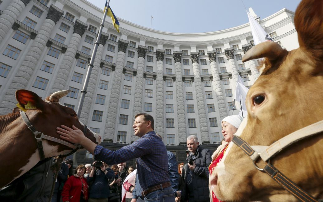 Ляшко привів корів до КМУ / © Reuters