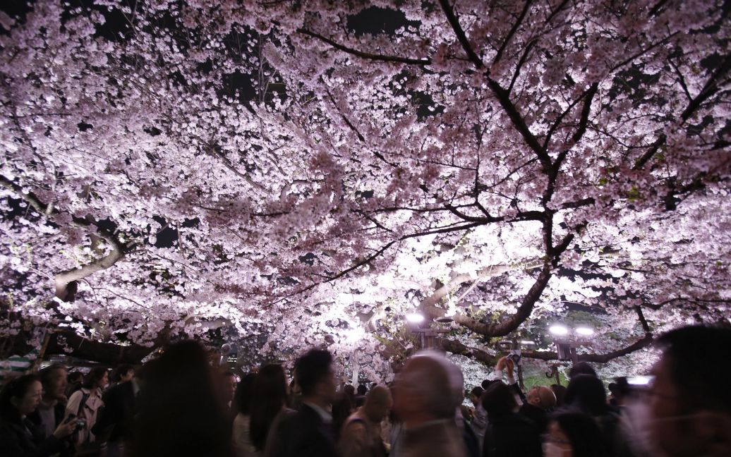 Квітучі сакури у Токіо / © Reuters