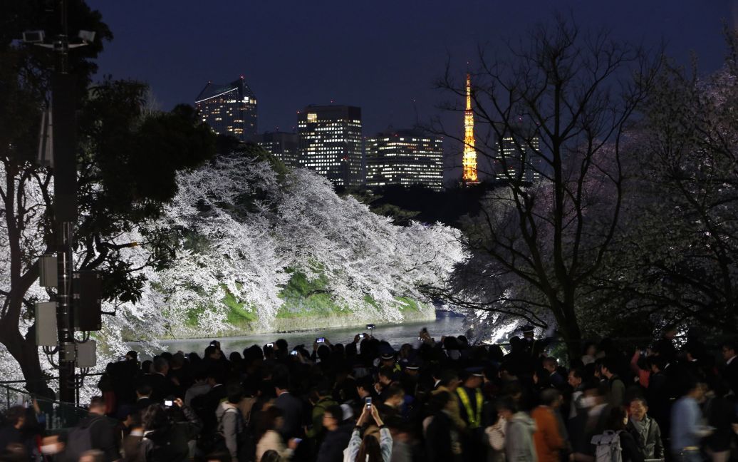 Квітучі сакури у Токіо / © Reuters