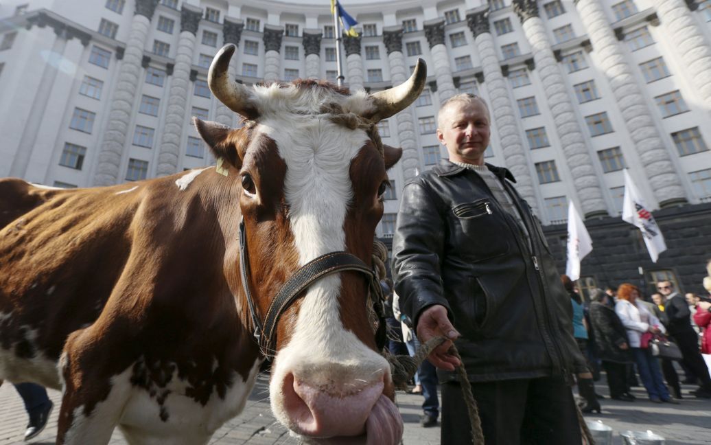 Ляшко привів корів до КМУ / © Reuters