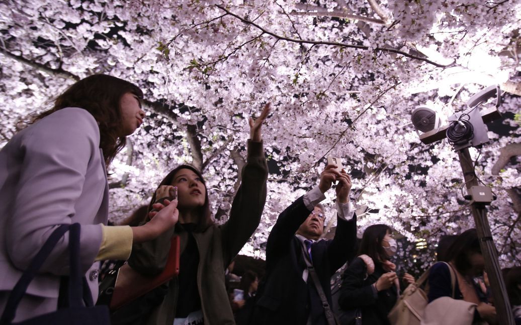 Цветущие сакуры в Токио / © Reuters