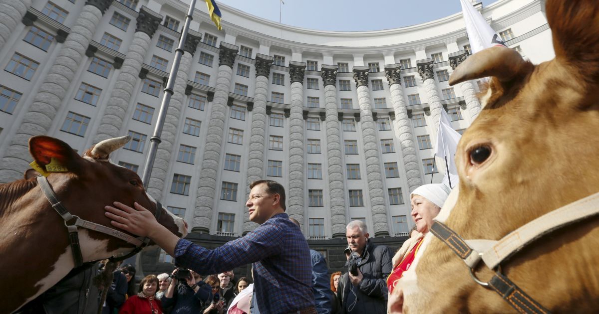 Ляшко привел коров к КМУ / © Reuters