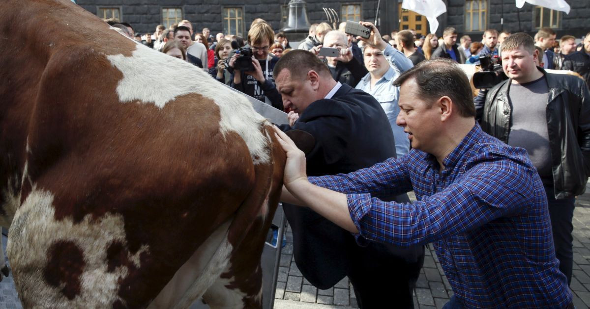 Ляшко привел коров к КМУ