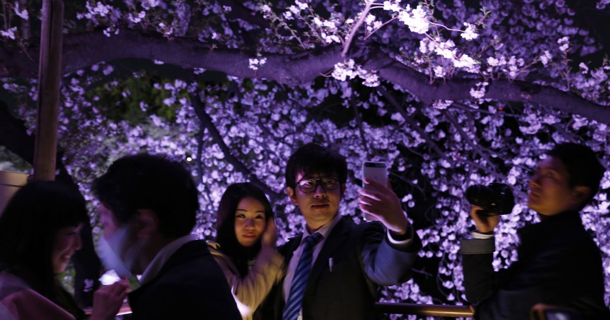 Цветущие сакуры в Токио