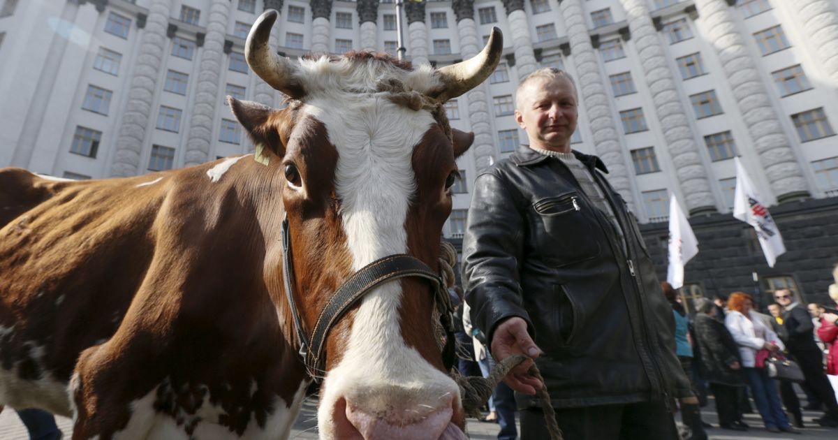 Ляшко привел коров к КМУ / © Reuters