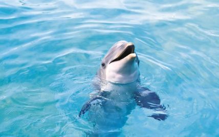 На Одещині виявили понад 120 дельфінів, які загинули через використання гідролокаторів кораблями РФ