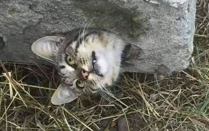 Застрял в бетонной плите: под Одессой спасатели "выпиливали" кота
