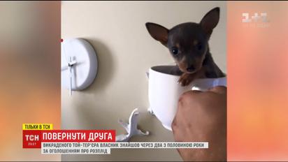 В Киеве владелец похищенного той-терьера нашел собаку после более двух лет поисков