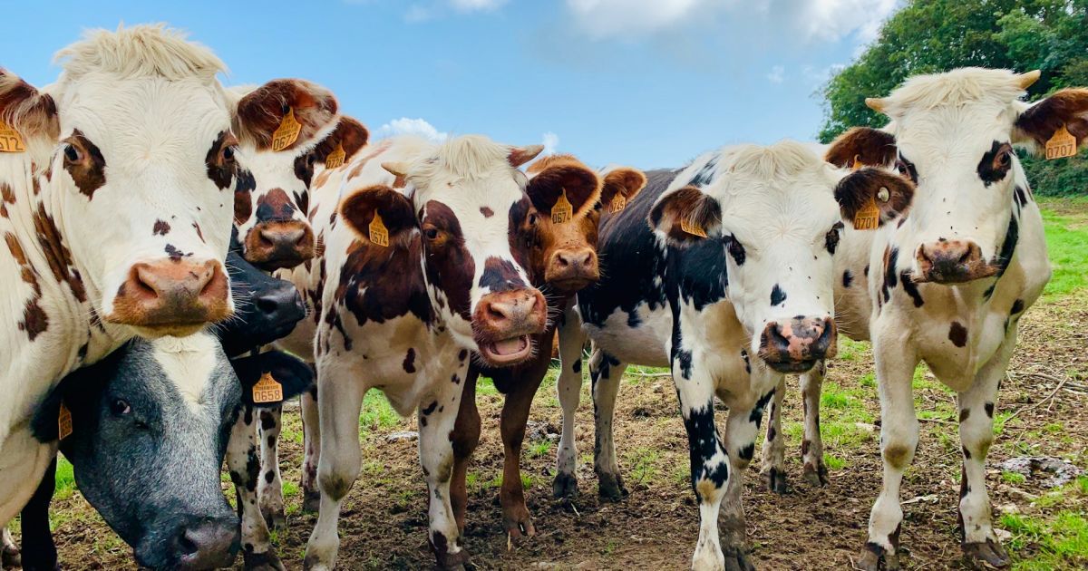 Корови можуть стати небезпечними, коли захищають своїх телят