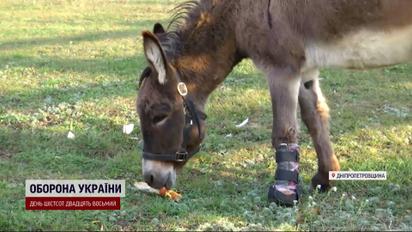 Протез для пораненої віслючки везли з Австралії через США