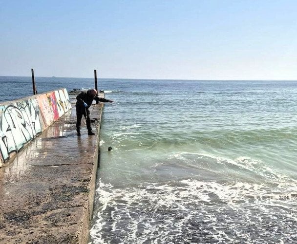 Пожовтіле море в Одесі / © Державна екологічна інспекція Південно-Західного округу