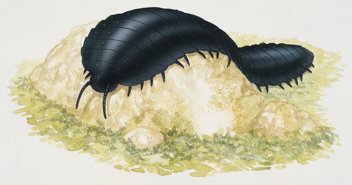 Артроплевра