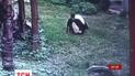 В Китае панда напала на мужчину, который перелез к ней в вольер