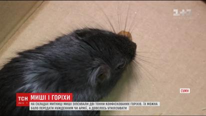 Сумской таможенник на сессии заявил, что не передадут 2 тонны орехов нуждающимся, потому что их съели мыши