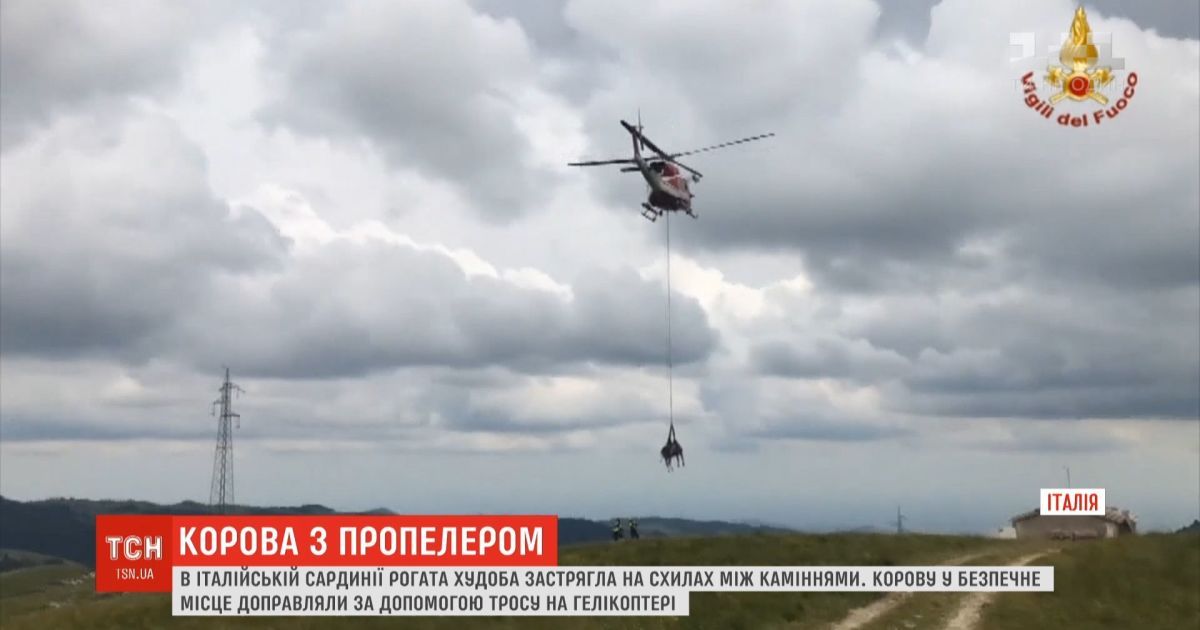 Корову с помощью вертолета спасали в итальянской Сардинии
