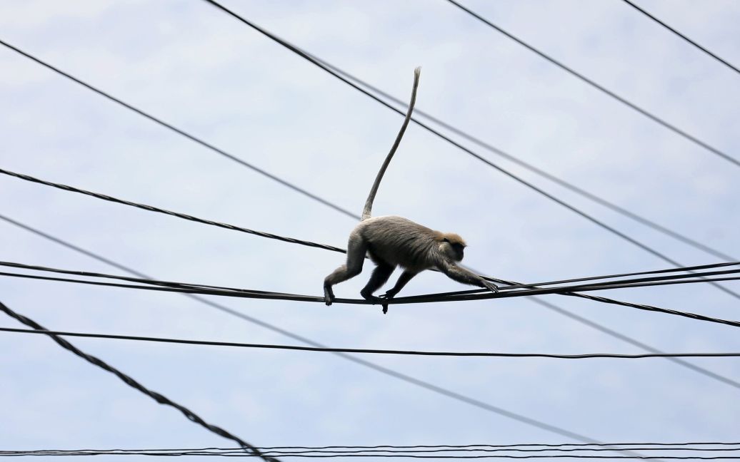 Мавпа прогулюється на головних лініях електропередач на головній дорозі в Коломбо, Шрі-Ланка. / © Reuters