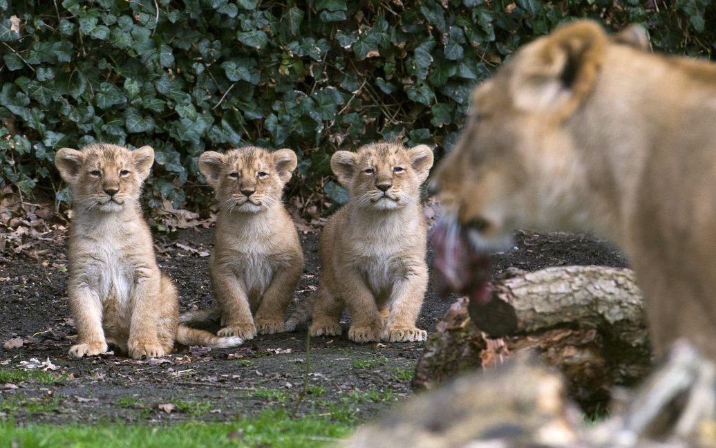 Три азіатські левеня, які народилися 25 січня 2016 року, стоять поруч з їх матір&#039;ю Лореною під час представлення ​​публіці у зоопарку в місті Мехелен, Бельгія. / © Reuters