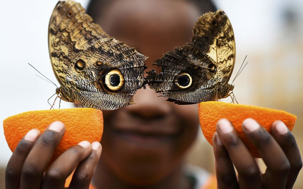 5-річний хлопчик позує для фото з метеликами &ldquo;Сова&rdquo; під час виставки &ldquo;Сенсаційні метелики&rdquo; у Музеї природної історії в Лондоні. / © Reuters
