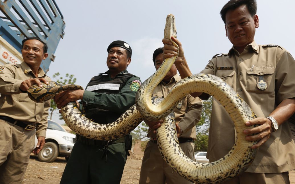 Сотрудники полиции Камбоджи показывают питона, прежде чем передать его членам общества защитников дикой природы, после того, как он был изьят контрабандистов. / © Reuters