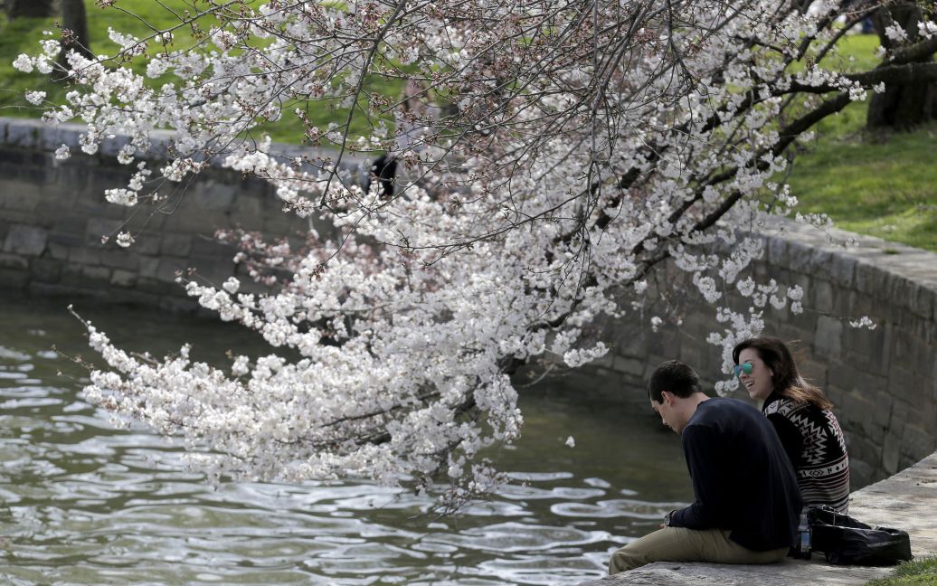 Пара сидить під квітучими вишнями у Вашингтоні. / © Reuters