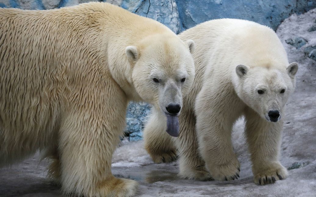 Пара белых медведей ходят внутри корпуса в зоопарке Роев Ручей в Красноярске, Россия. / © Reuters