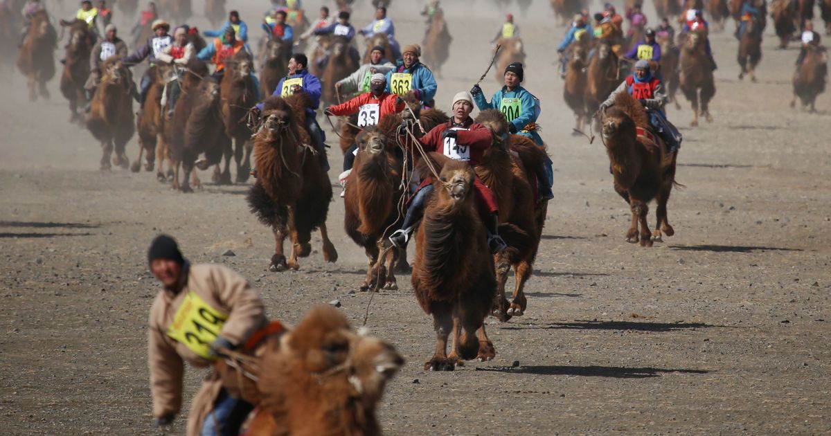 Фестиваль верблюдів у Монголії_7 / © Reuters