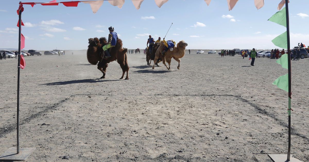 Фестиваль верблюдів у Монголії_18 / © Reuters