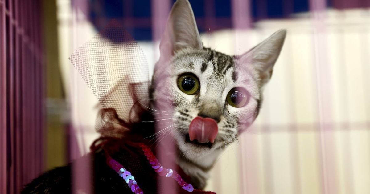 Котик-клептоман и зажигательные танцы украинского бойца. Топ-10 позитивных новостей недели