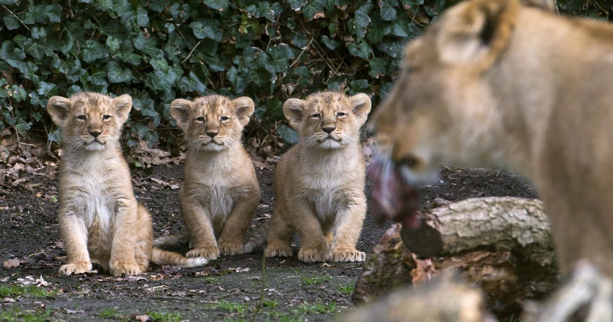 Три азиатских львенка, которые родились 25 января 2016, стоят рядом с их матерью Лорен во время представления публике в зоопарке в городе Мехелен, Бельгия.