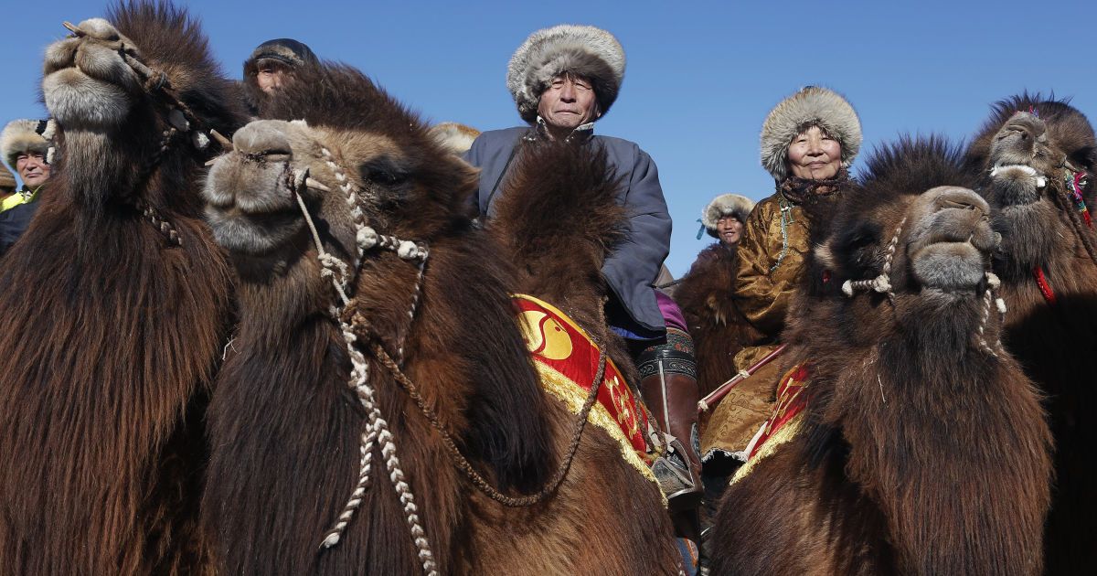 Фестиваль верблюдів у Монголії_16 / © Reuters
