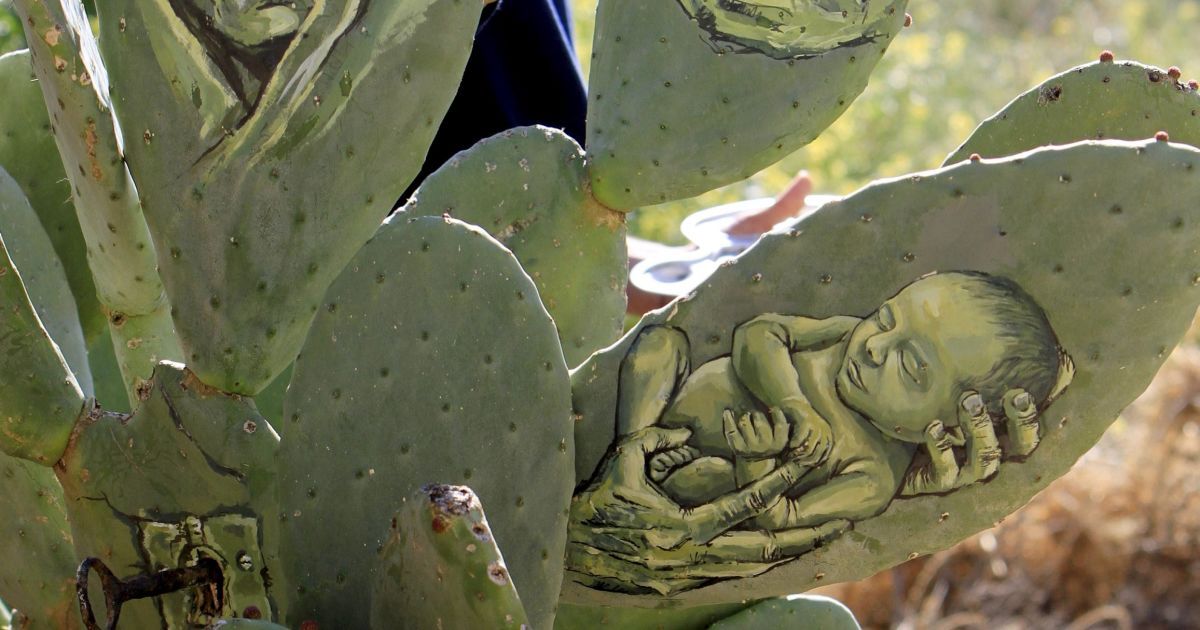 Малюнки на кактусах_4 / © Reuters