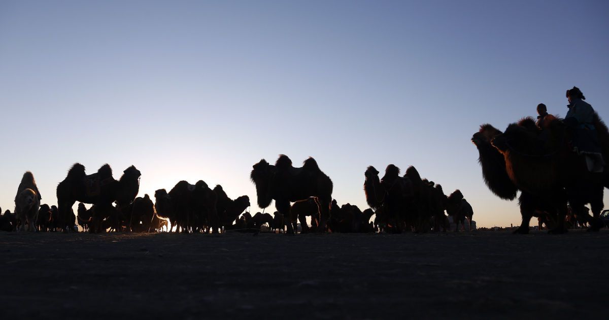 Фестиваль верблюдів у Монголії_13 / © Reuters