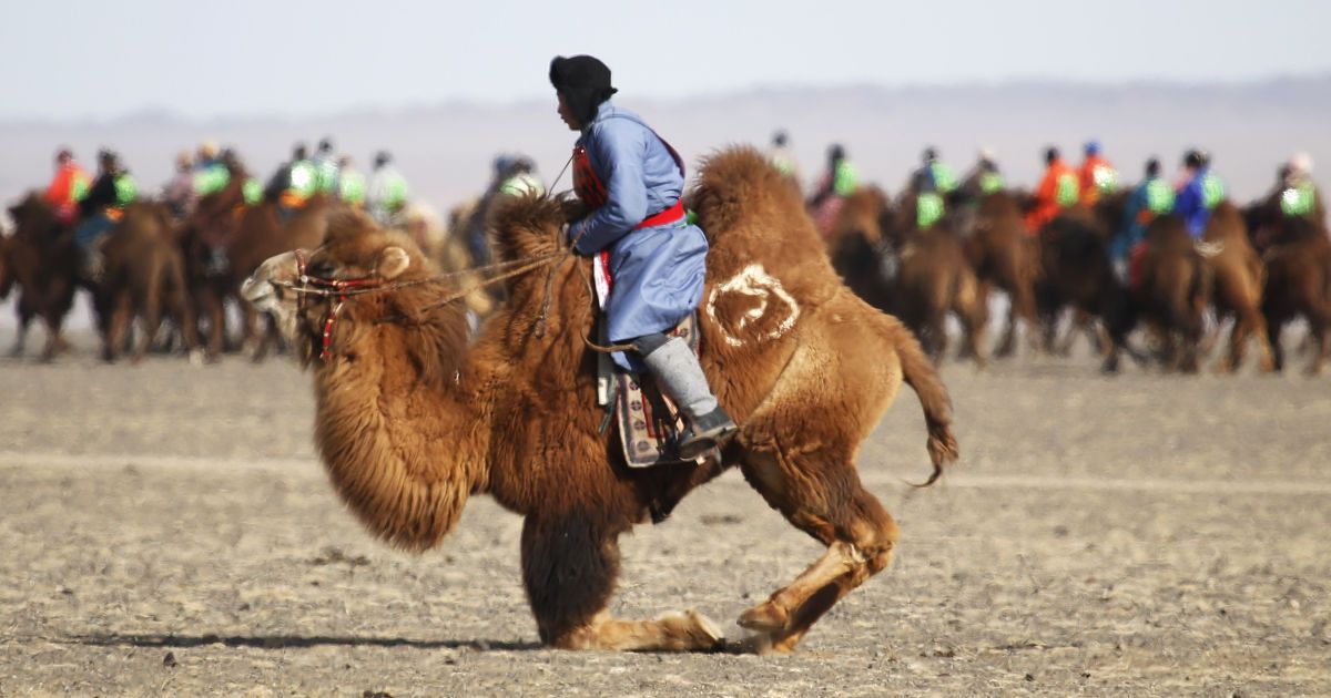 Фестиваль верблюдів у Монголії_17 / © Reuters