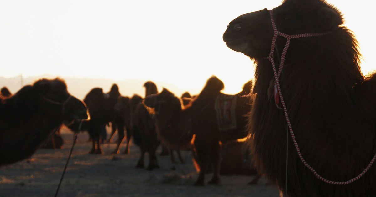 Фестиваль верблюдів у Монголії_14 / © Reuters