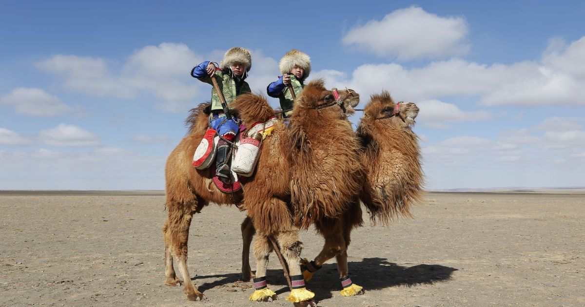 Фестиваль верблюдів у Монголії_8 / © Reuters