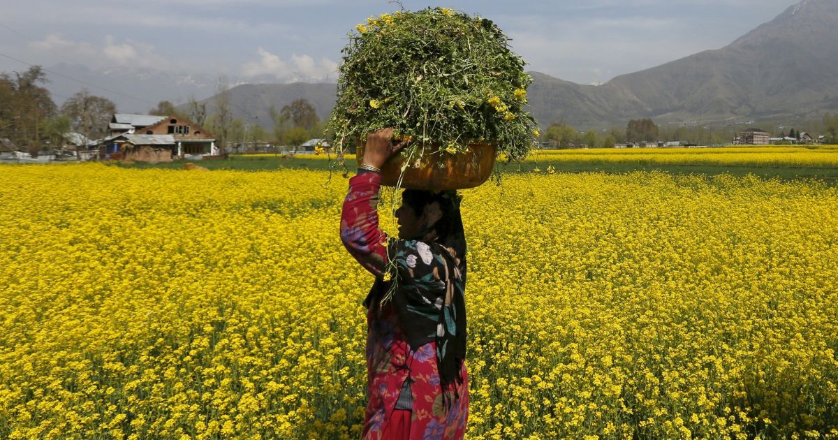 Женщина несет корм для ее крупного рогатого скота через поле горчицы в окрестностях Сринагара, Пакистан. / © Reuters