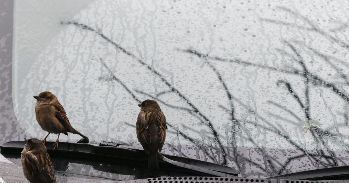 Украину целый день будут заливать дожди