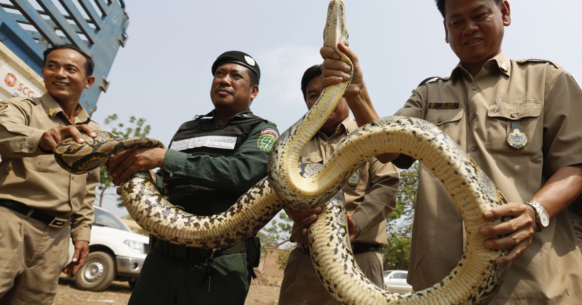 Сотрудники полиции Камбоджи показывают питона, прежде чем передать его членам общества защитников дикой природы, после того, как он был изьят контрабандистов. / © Reuters