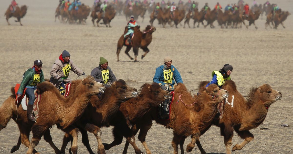 Фестиваль верблюдів у Монголії_6 / © Reuters