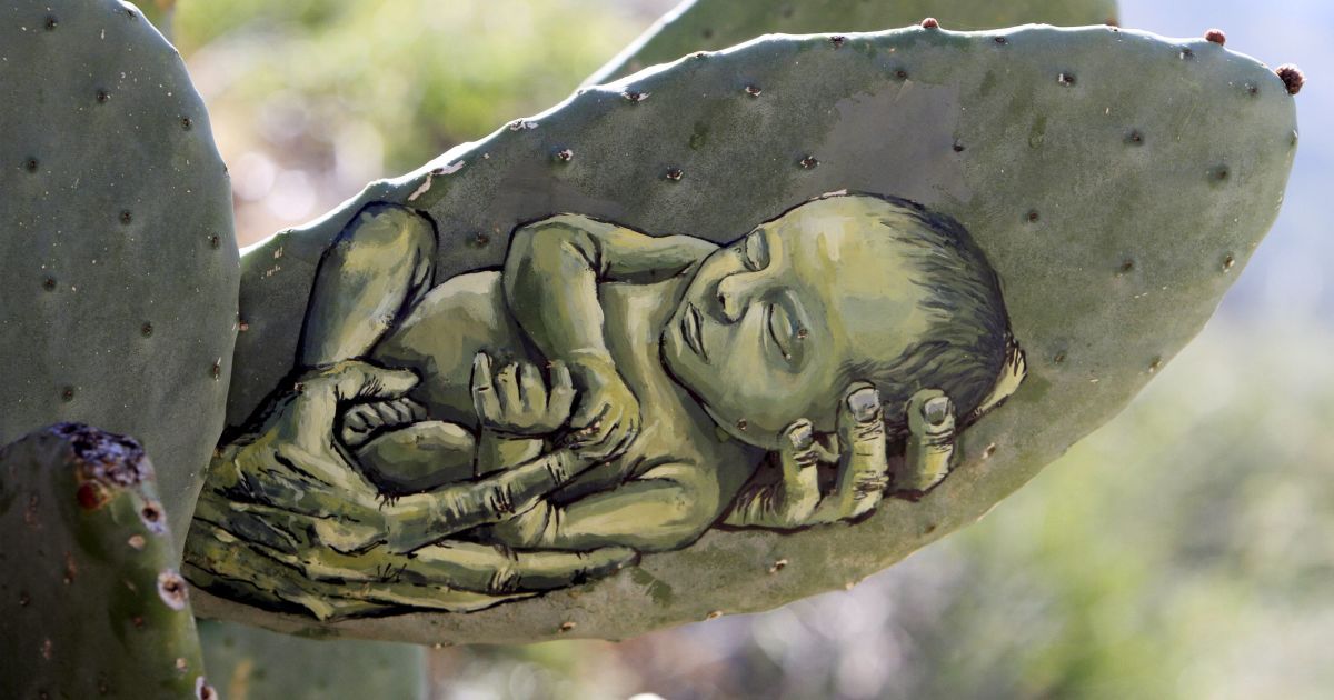 Малюнки на кактусах_5 / © Reuters