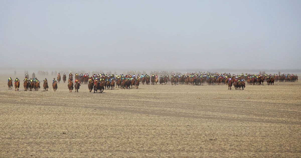 Фестиваль верблюдів у Монголії_12 / © Reuters
