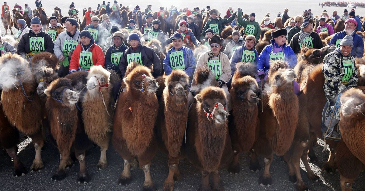 Фестиваль верблюдів у Монголії_2 / © Reuters