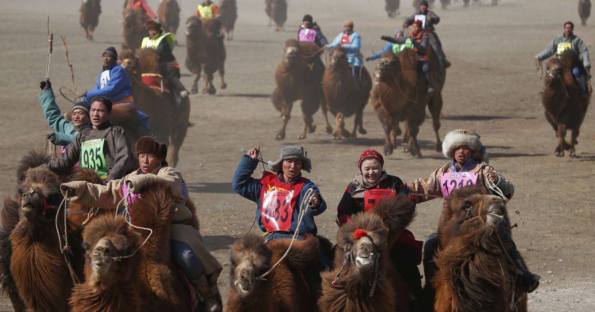 Reuters показало фото самых больших в мире гонок на верблюдах