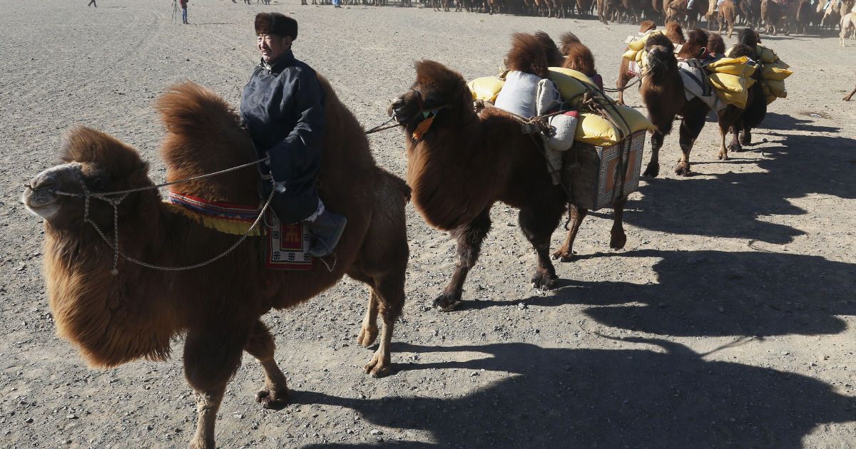 Фестиваль верблюдів у Монголії_5 / © Reuters