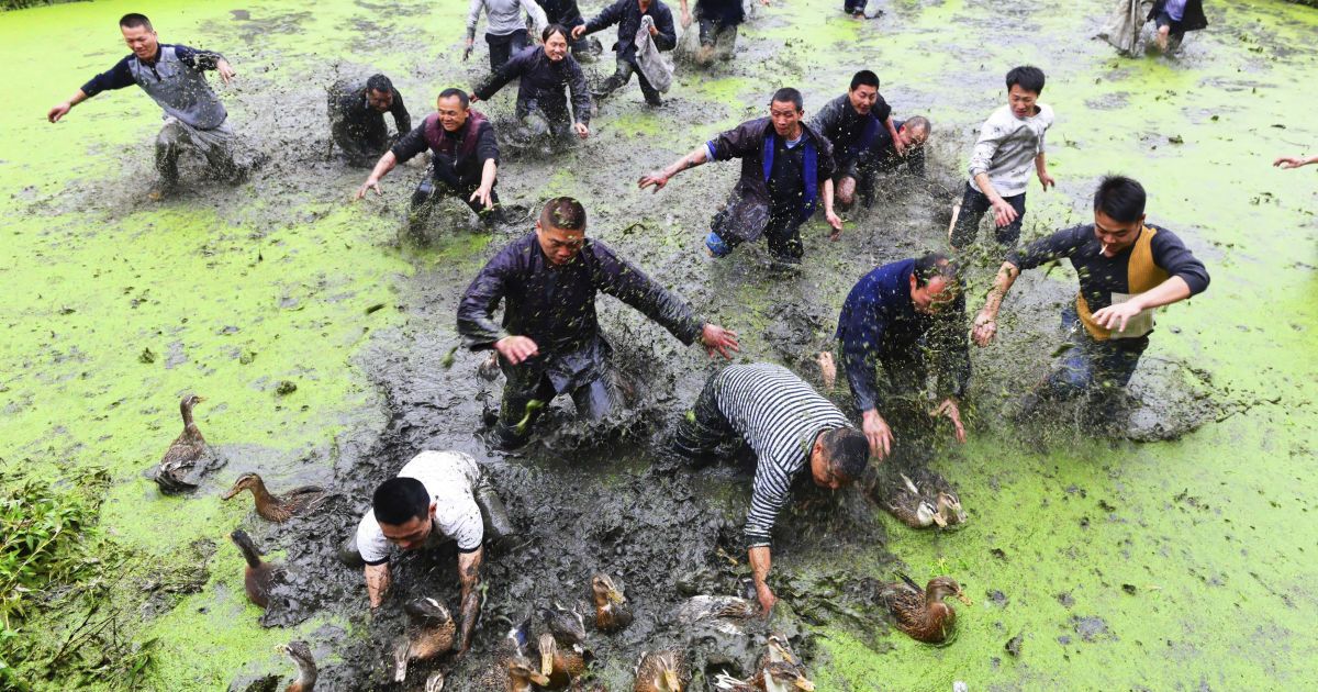 Крестьяне ловят уток во время традиционного праздника народа мяо в провинции Гуйчжоу, Китай. / © Reuters
