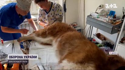 У Дніпрі лікують понад 600 тварин, яких врятували з-під обстрілів