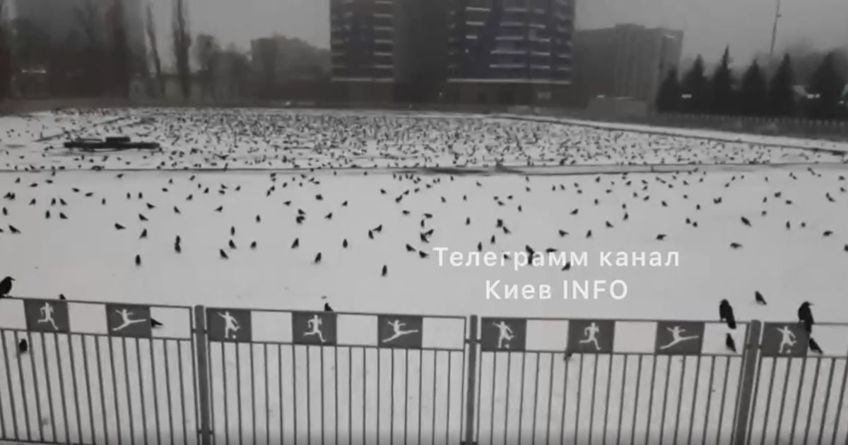 скриншот з відео / "Киев Іnfo", Telegram