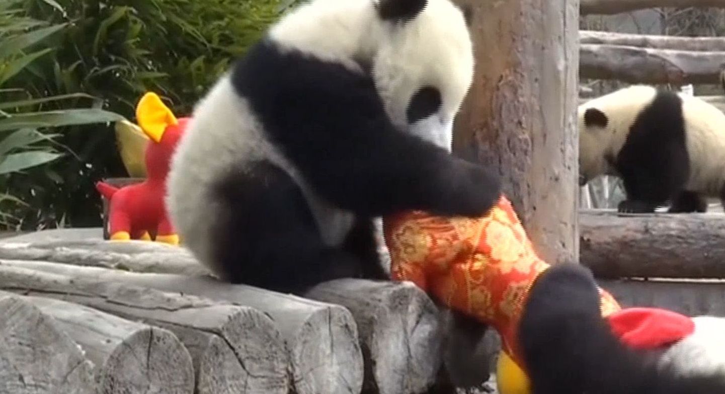 Китайские малыши панд получили подарки в честь начала нового года по восточному календарю