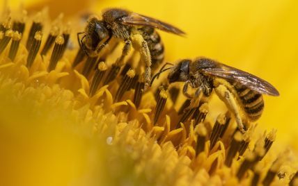 У Тернопільській області помер чоловік після того, як його покусав рій бджіл